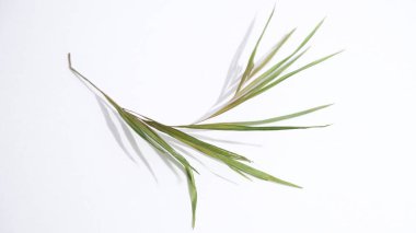 yeşil yaprak, beyaz arkaplanda bitki 