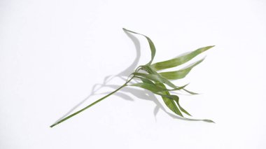 yeşil yaprak, beyaz arkaplanda bitki 