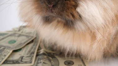 Dolarların üzerinde tatlı tavşan, banknotlar, yiyici 