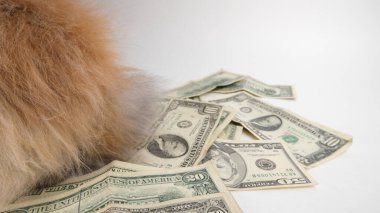 Dolarların üzerinde tatlı tavşan, banknotlar, yiyici 