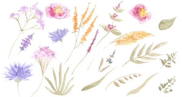 Акварельный Рисунок Красивых Цветов Трав — стоковое фото