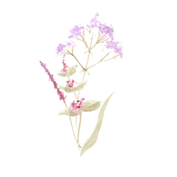 Desenho Aquarela Belas Flores Ervas — Fotografia de Stock