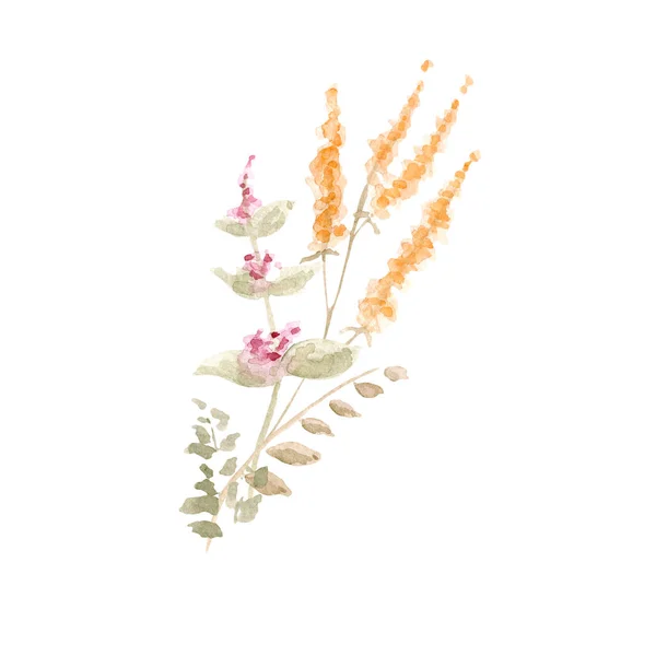 Акварельний Малюнок Красивих Квітів Трав — стокове фото