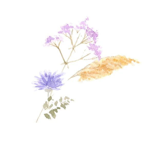 Akwarela Rysunek Pięknych Kwiatów Ziół — Zdjęcie stockowe