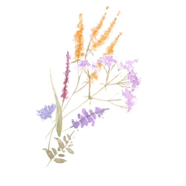 Dibujo Acuarela Hermosas Flores Hierbas — Foto de Stock