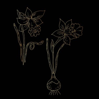 Nergislerin güzel bir çiziminin vektör çizimi 