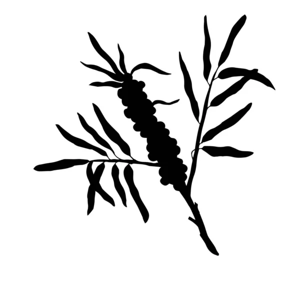 Siyah Beyaz Çizilmiş Bitki Vektör Illüstrasyonu — Stok Vektör