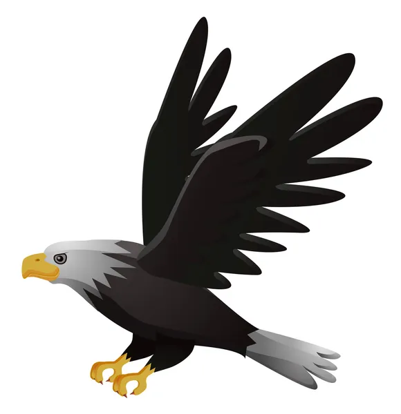 Орел летит на белом фоне — стоковое фото
