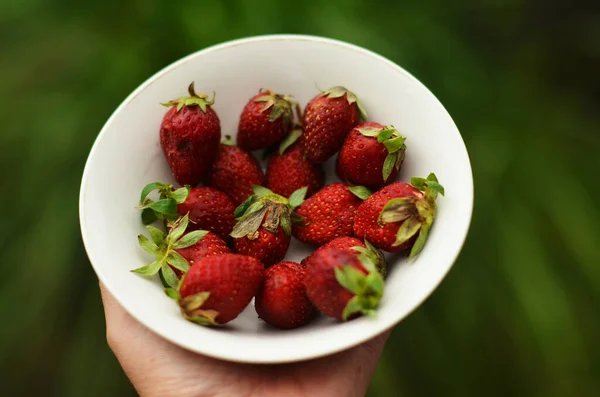 Hand Holding Small Bowl Full Strawberries — Stock Photo, Image