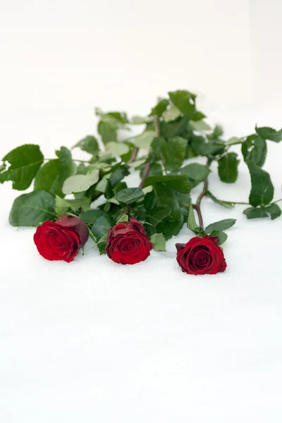 kar üstünde güller