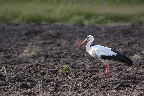 Stork on field — Stock Photo, Image