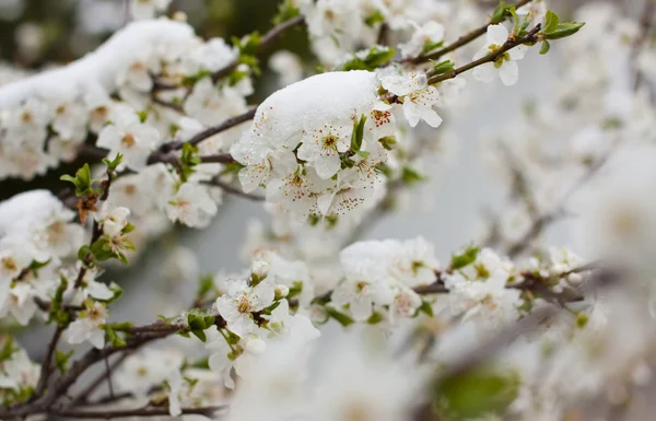 Blommande träd i snön — Stockfoto