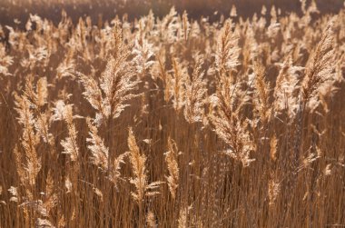 Sarı kamış Gölü