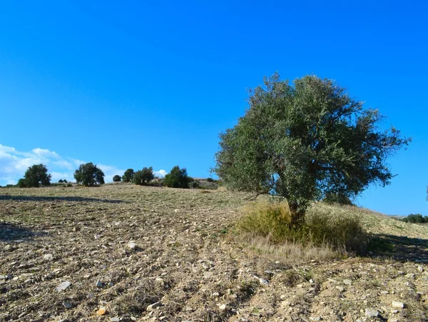 Olivenbäume — Stockfoto