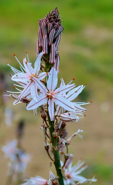 Asphodel — Stock Fotó