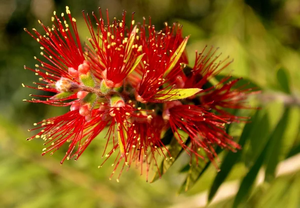 Pohutukawa — Stock Fotó