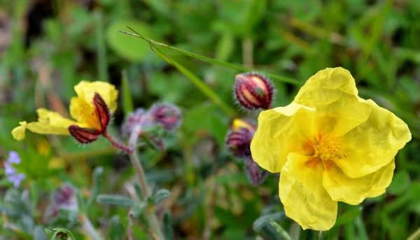 Rock rose — Stock Fotó