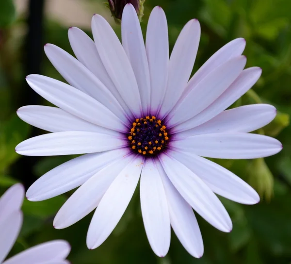 Marguerite — Photo