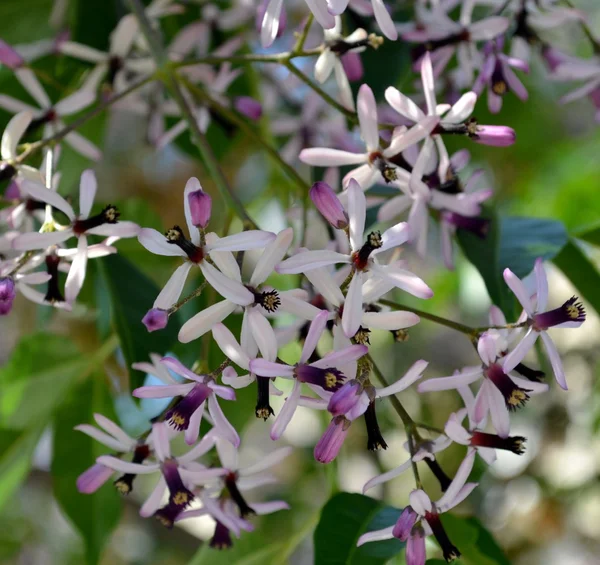 Chinaberry ağacı çiçek