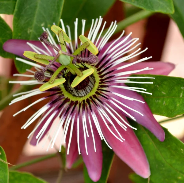 Пурпурний passiflora — стокове фото