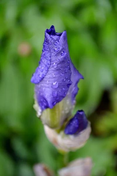 Květ fialový iris — Stock fotografie