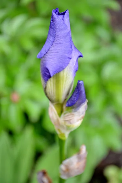 Květ fialový iris — Stock fotografie