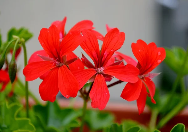 Rode geranium — Stockfoto