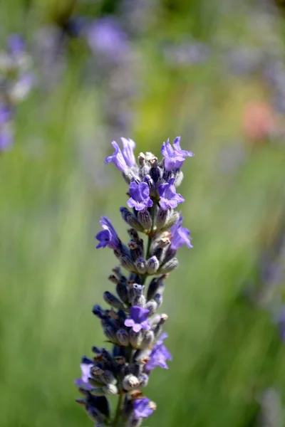 Flores pequeñas púrpuras — Foto de Stock
