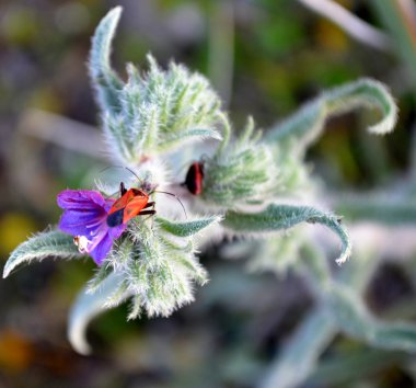 dar yapraklı bugloss