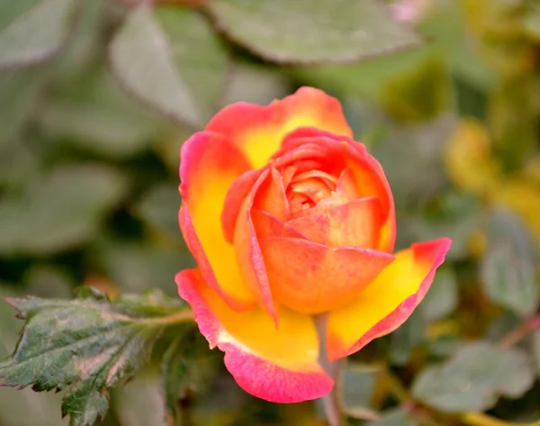 Rosa arancione brillante — Foto Stock