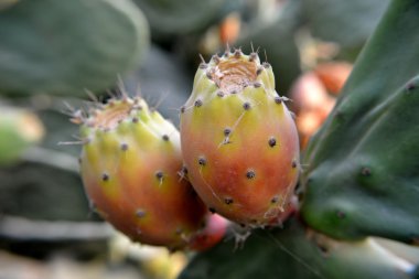 Prickly pears clipart