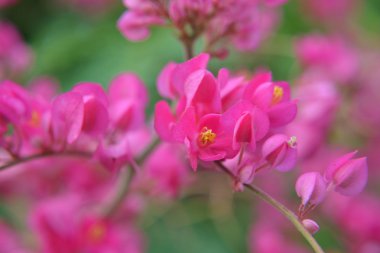 antigonon leptopus çiçek