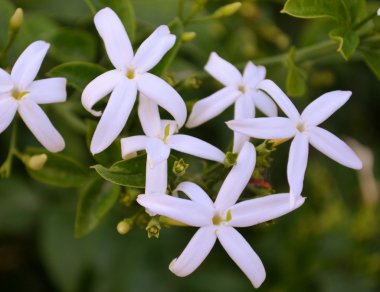 Beyaz Yasemin çiçekleri