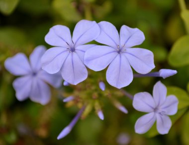 Mavi plumbago çiçek
