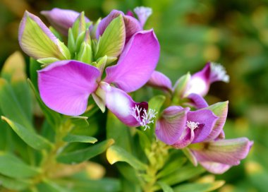 Detail of purple flowers clipart