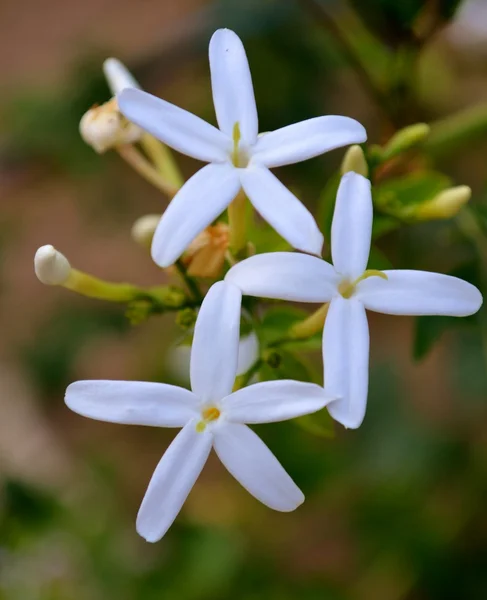 Fehér jázmin virágok — Stock Fotó