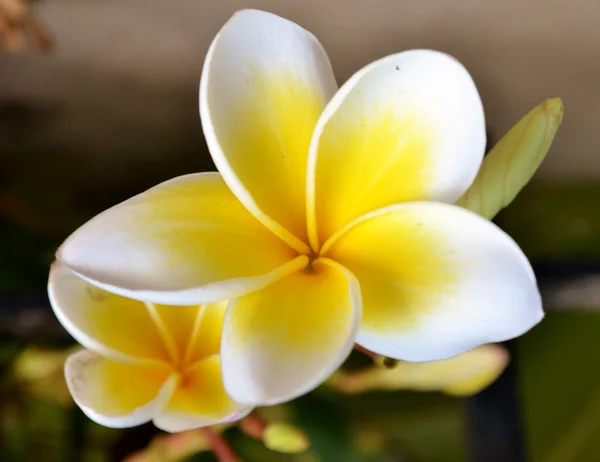 Beyaz plumeria çiçekler