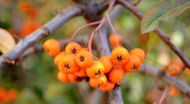 Ateş dikeni turuncu meyveler