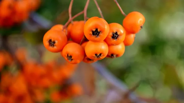 Bayas de naranja Pyracantha — Foto de Stock