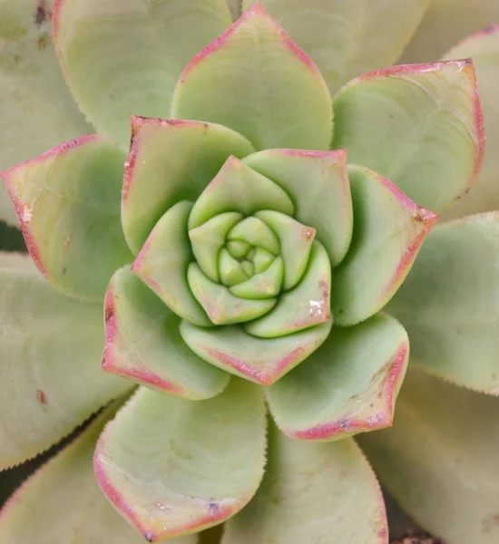 Groen spiraal plant — Stockfoto