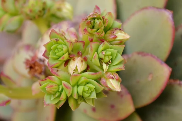 Groen spiraal plant — Stockfoto