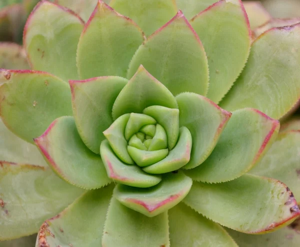 Green spiral plant