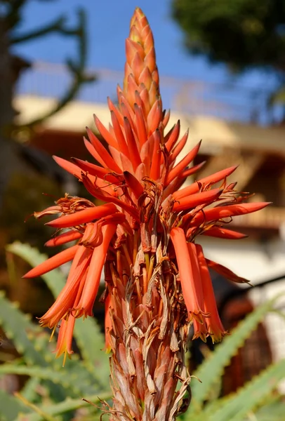 Narancssárga aloe vera — Stock Fotó