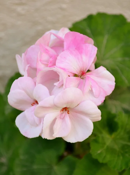 Rosafarbene Geranienblüten — Stockfoto