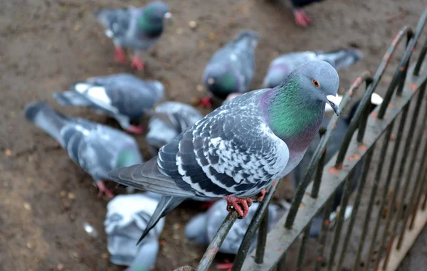 Feral pigeon — Stock Photo, Image