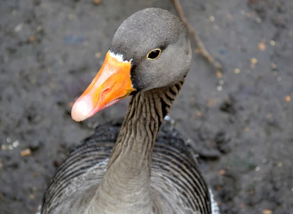 Retrato de ganso gris — Foto de Stock