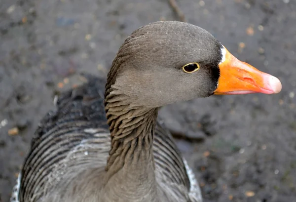 Graugans-Porträt — Stockfoto