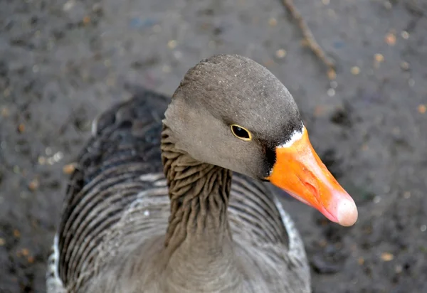 Retrato de ganso gris — Foto de Stock