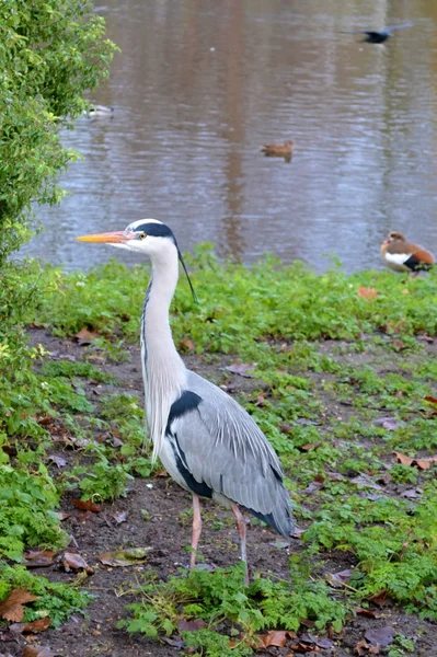 Oiseau héron — Photo