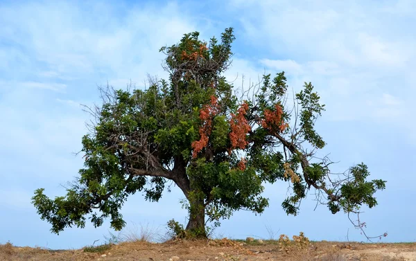 Harnup ağacı — Stok fotoğraf